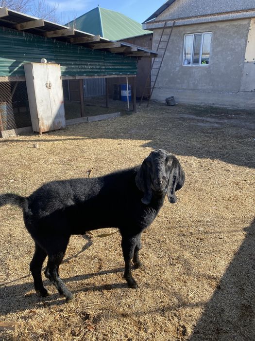 Казёл Англо нуб.