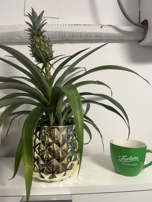 Vand ananas la ghiveci