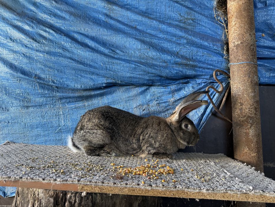 Disponibil 3 femele urias german