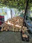 Продавам тикви цигулки