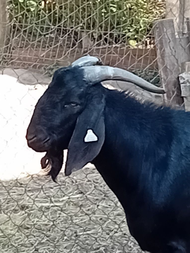 Tapusori Anglonubiane de vanzare