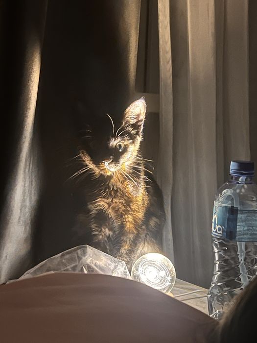 Отдам котенка в добрые руки