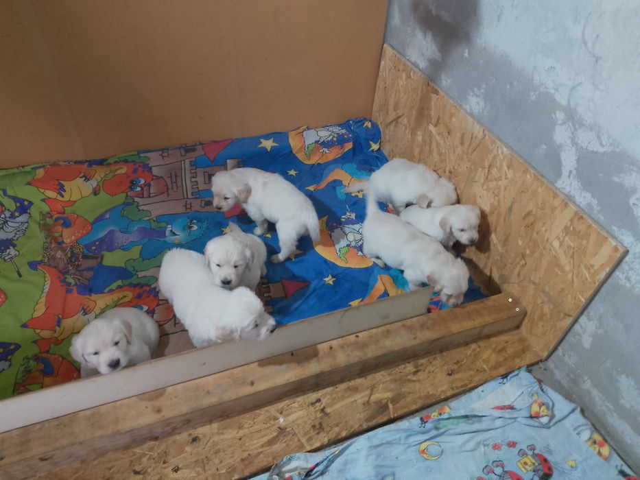 Голдън ретривър бебета