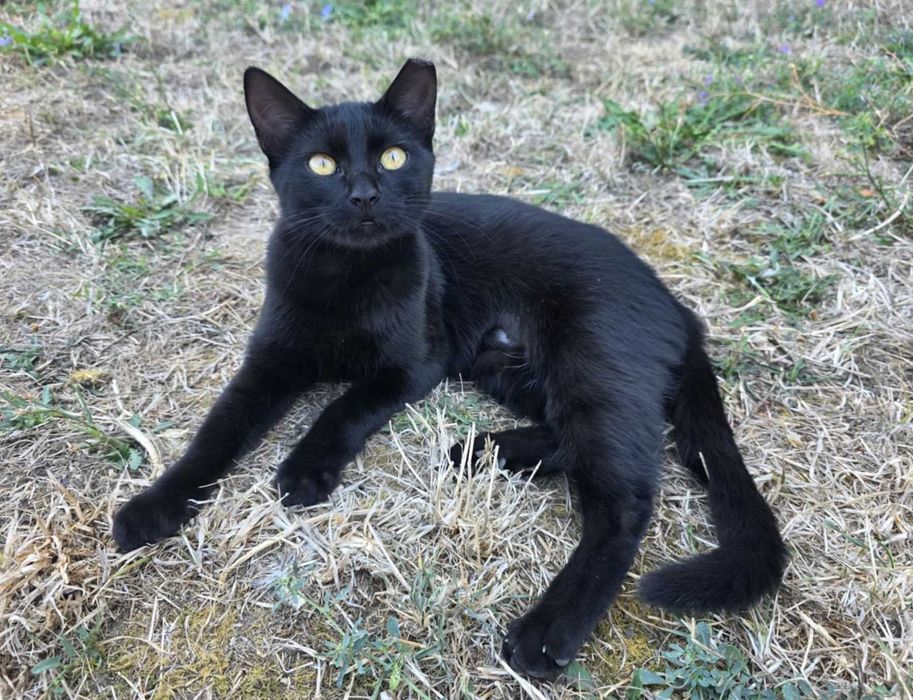 2 pisici fetițe superbe pentru adopție, 5 luni, blânde și sterilizate
