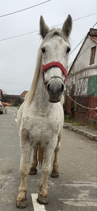 De vanzare iapa de 9 ani garantata fara defect mai multe det la tel .