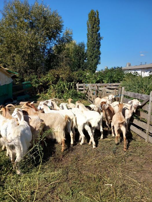 Vând capre diverse rase