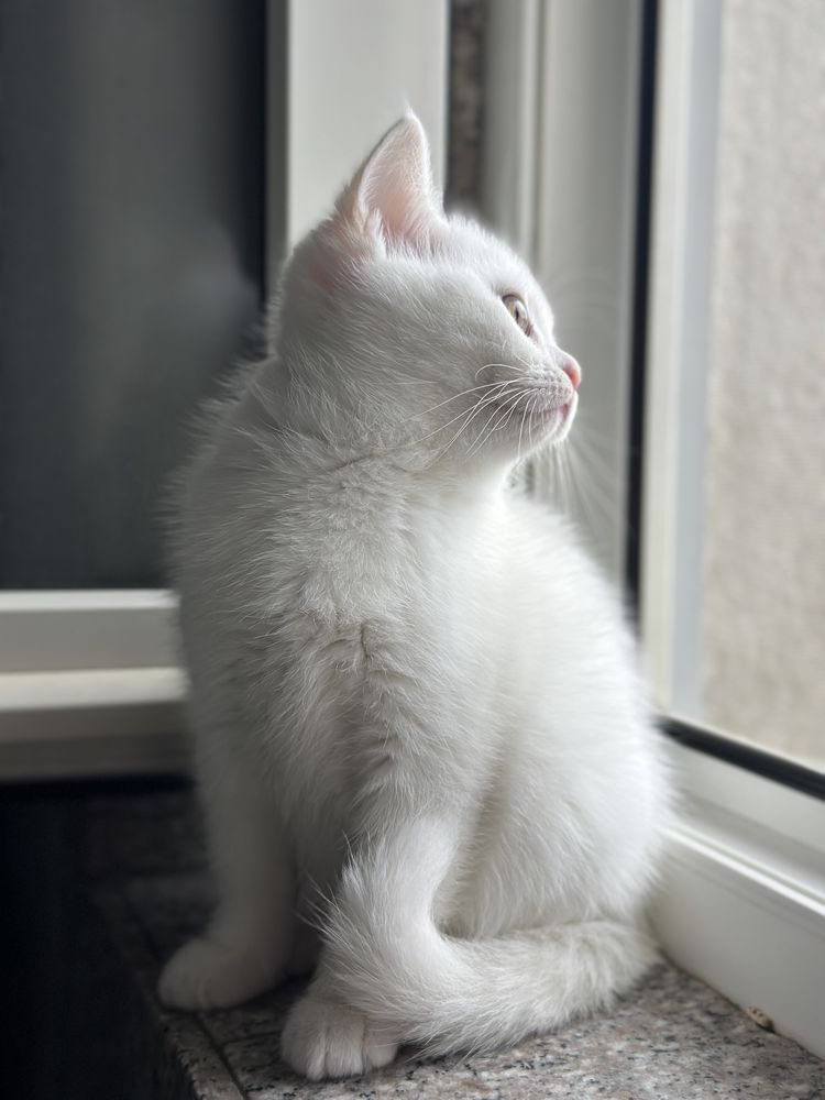 British si Scotish shorthair