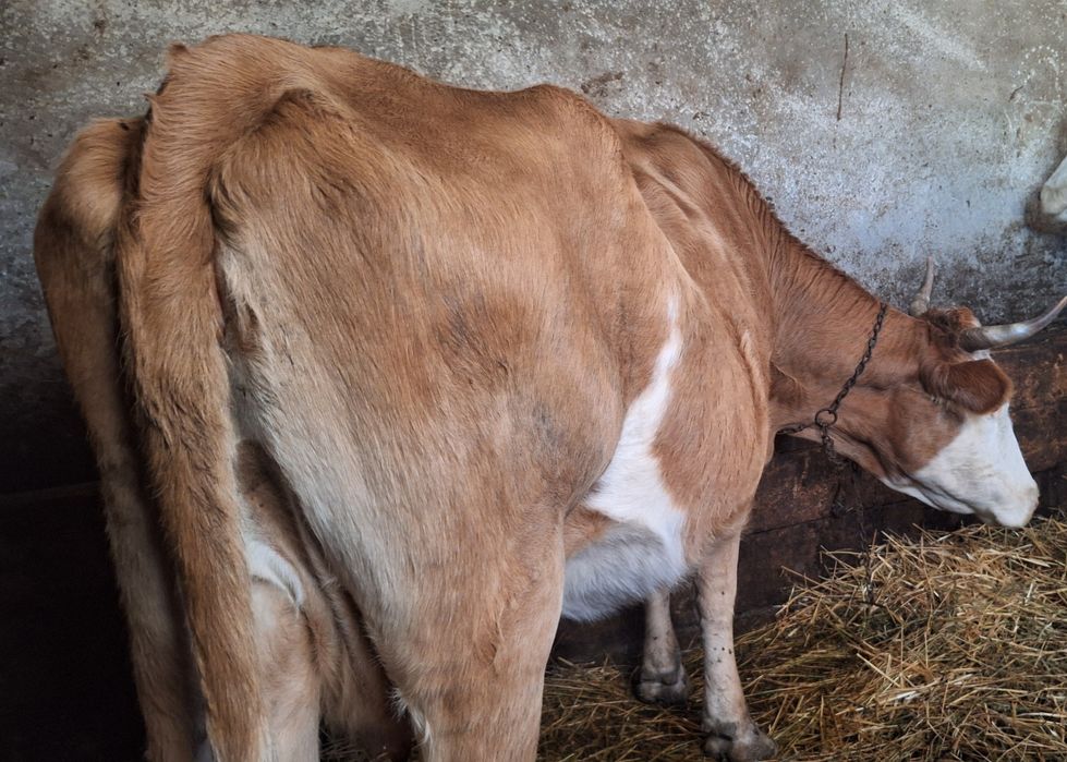 Vând vaca baltata românească gestantă