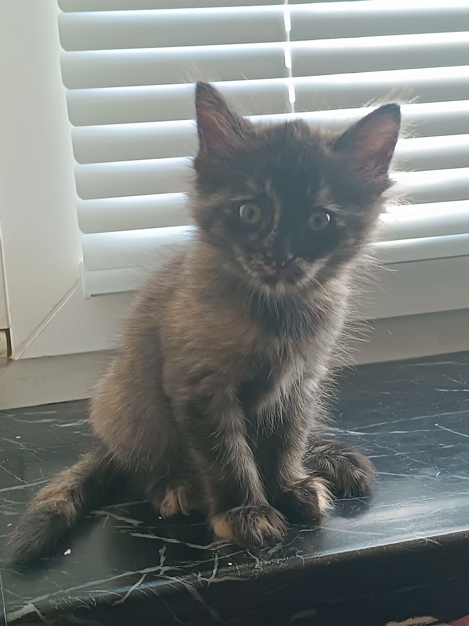 Одам в добрые руки катят, кошку и кота