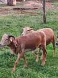 Berbec de camerun