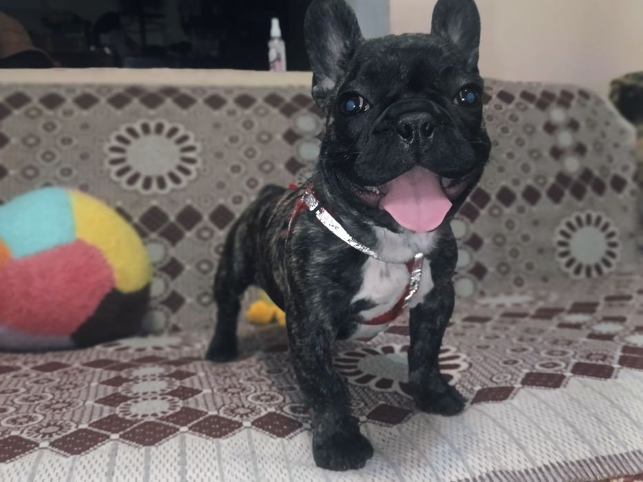 Щенки французского бульдога