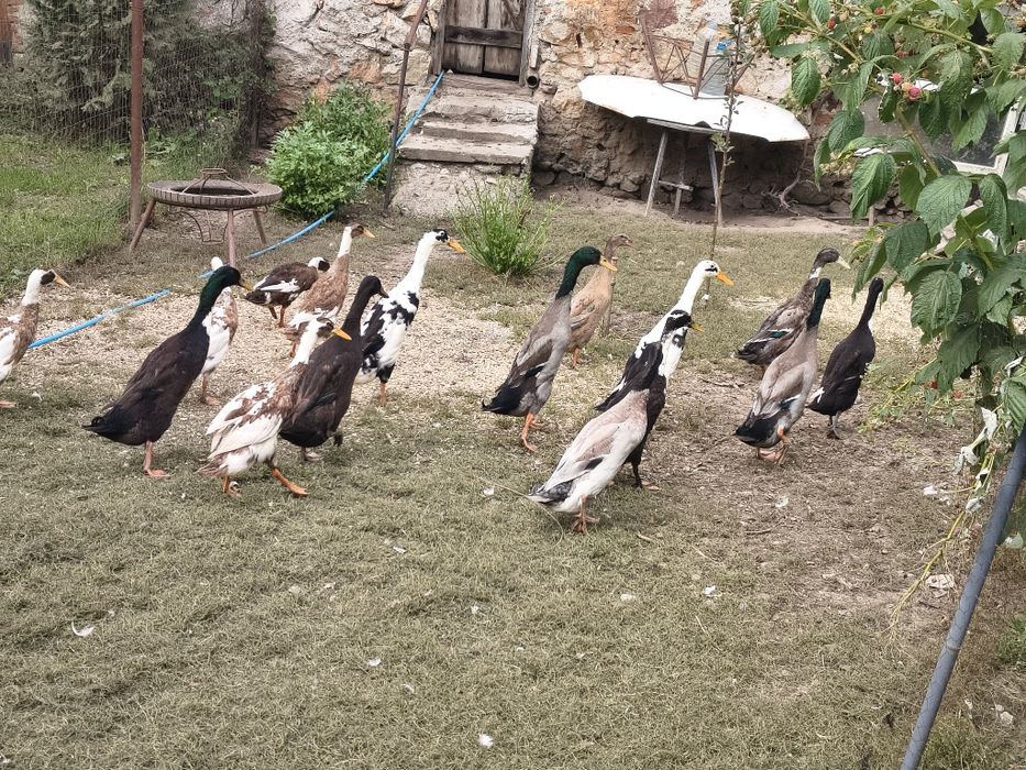 Vând sau schimb 3  rățoi indieni alergători și 3 cocosi australorp
