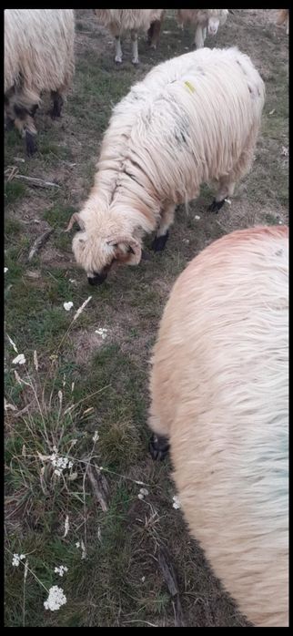 Vând noatin foarte bun..l