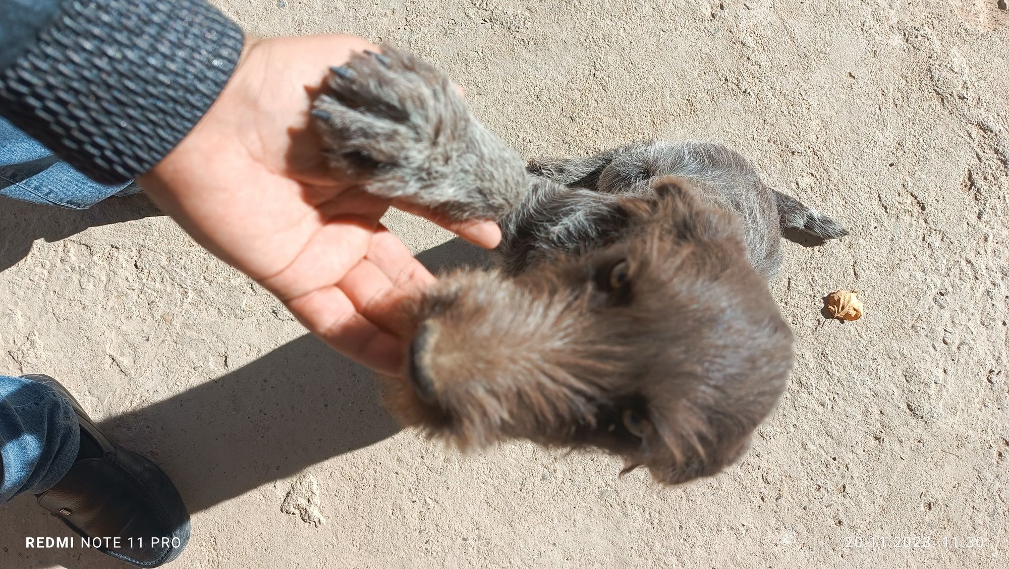 Toza zotli Dratxar kuchuk sotiladi. 3 oylik ugil bola.