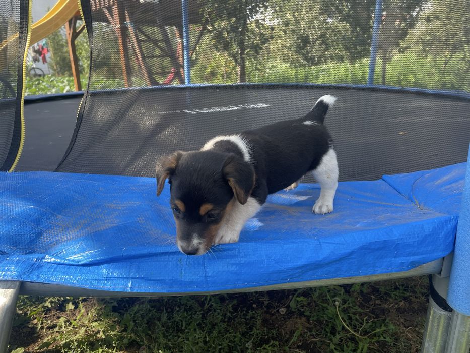 Jack russell terrier
