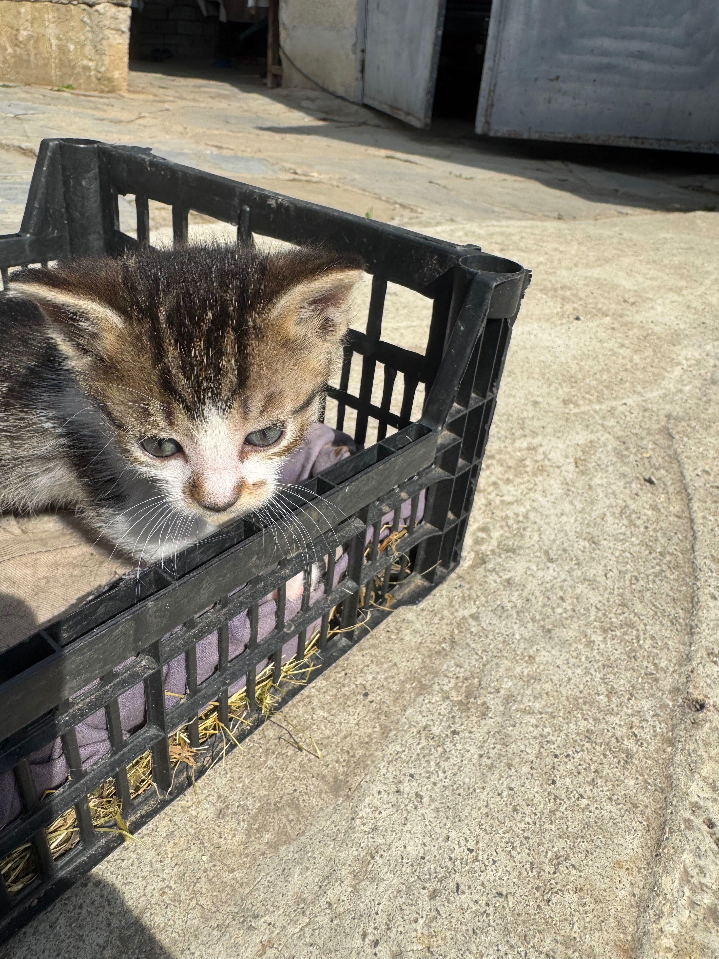 Котенца на два месеца.