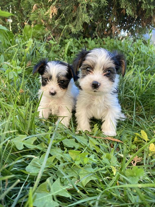 Йорки/йоркширски териер/Бивер/Бивър
