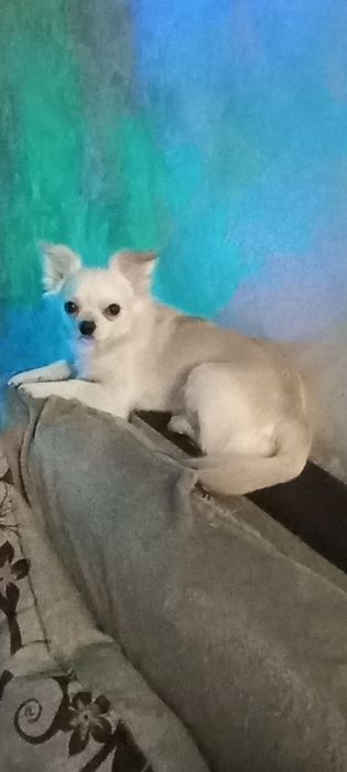 Чихуахуа ищет подружку