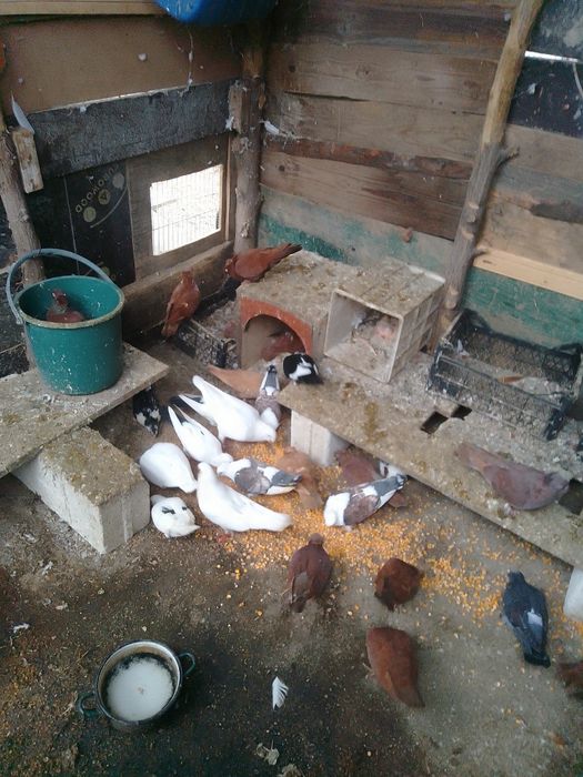 Pporumbei jucători și misirlii de vânzare