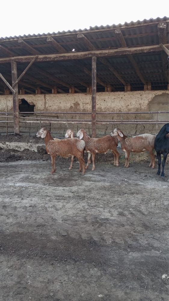 Продам срочно баранов Арашан Кошкар