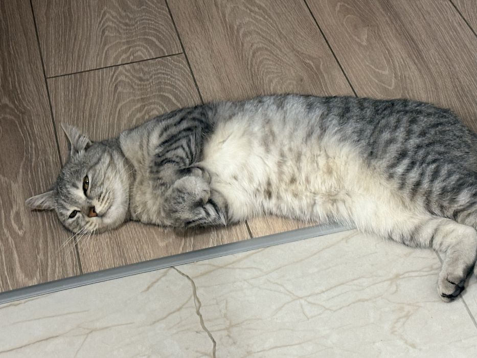 Отдаем кошечку в хорошие руки