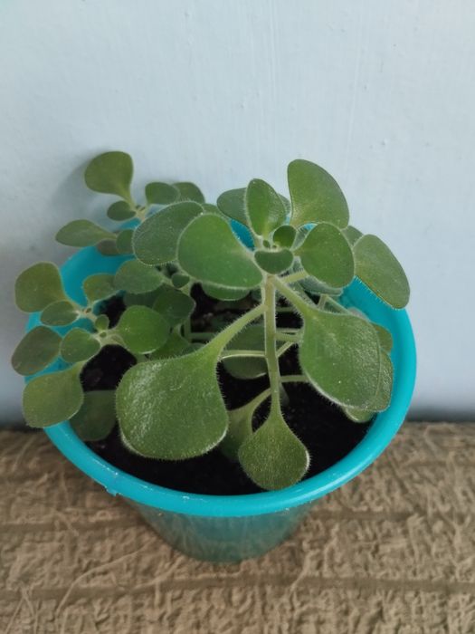 Комнатные декоративные цветы