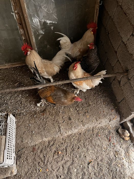 продается молодые петухи и куры