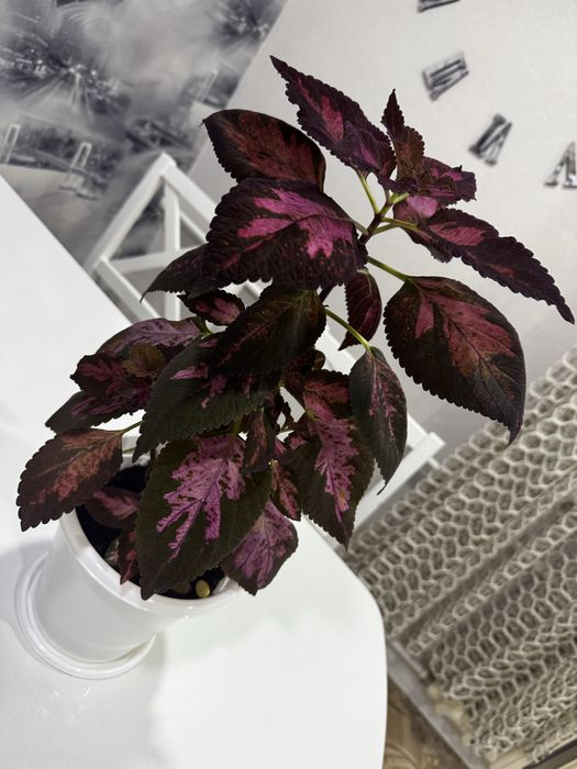 Комнатные растения продам