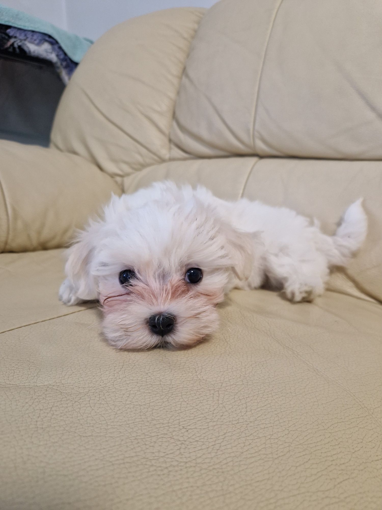 Bichon Maltez rasa pura