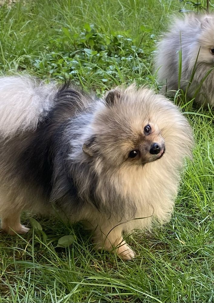Pomeranian mini toy