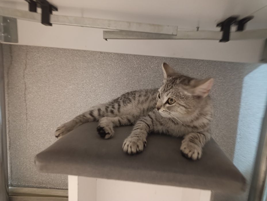 Котенок отдам в добрые руки