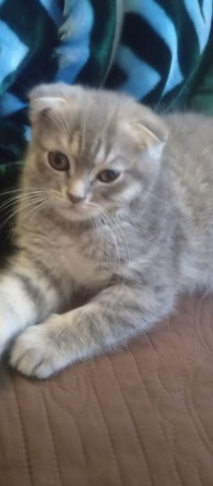 Продаются котенок веслаух серого цвета британец мальчик 3 месяцев