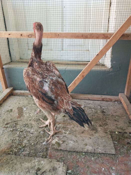 Dakan tovuq 1yow sotiladi bedana par