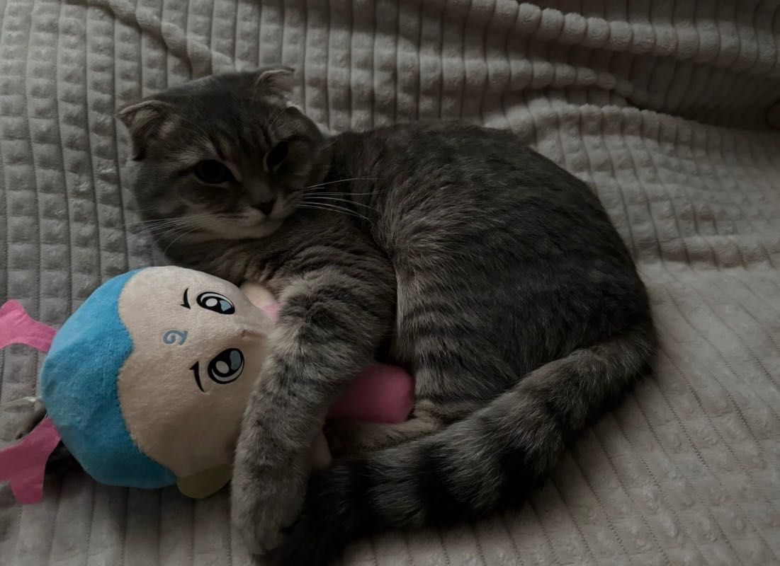 Шотландский вислоухий кот