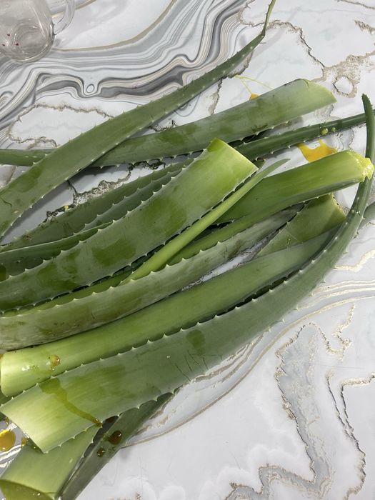 Продам листья алоэ готовые для лечения