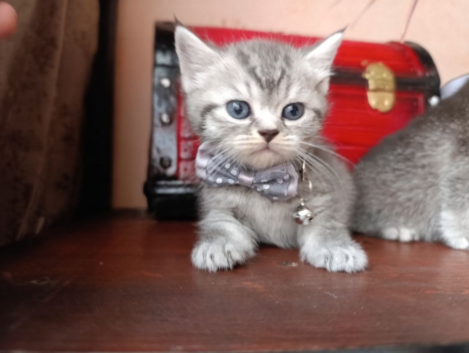 Котенок серебристый