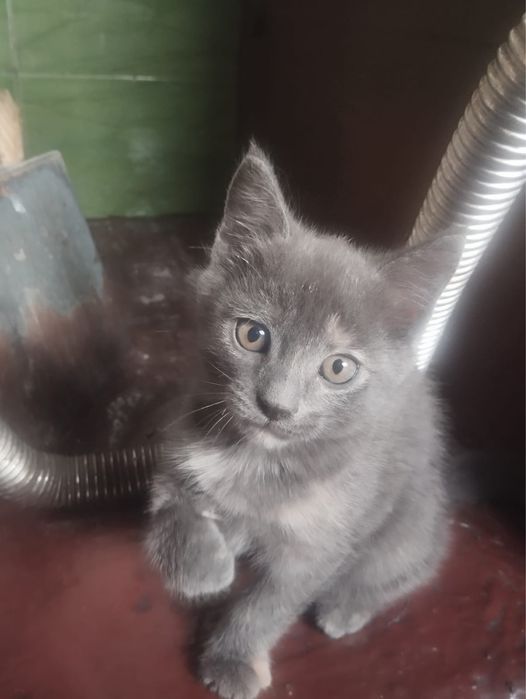 Котенок девочка.