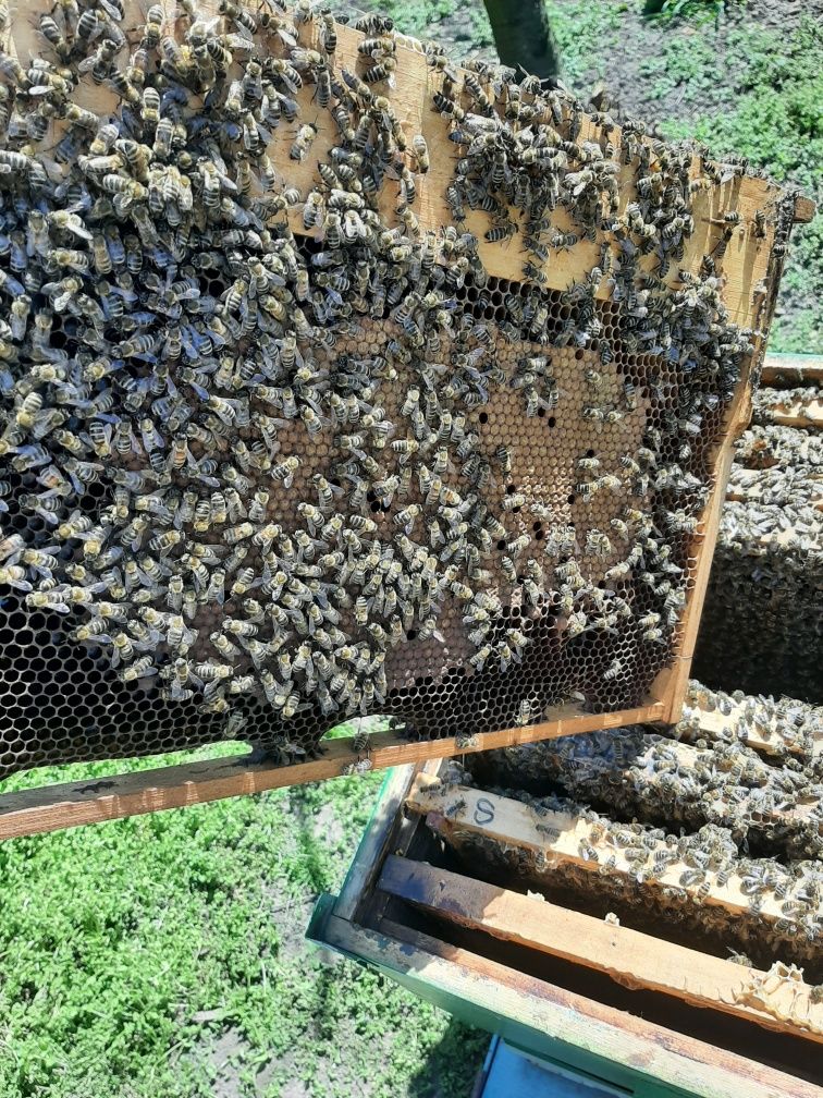 Vând  familii albine pregătite de cules cu sau fără cutie