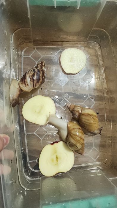 Оптом улитки ахатины