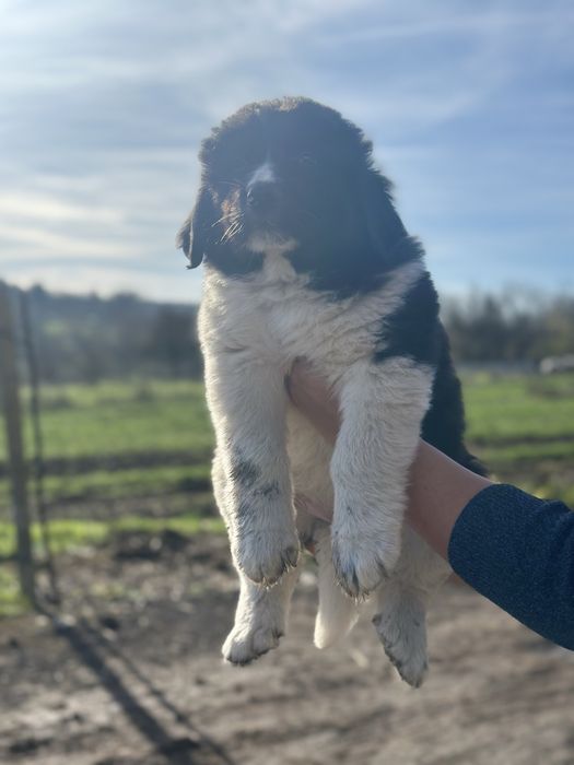 Българско овчарско куче