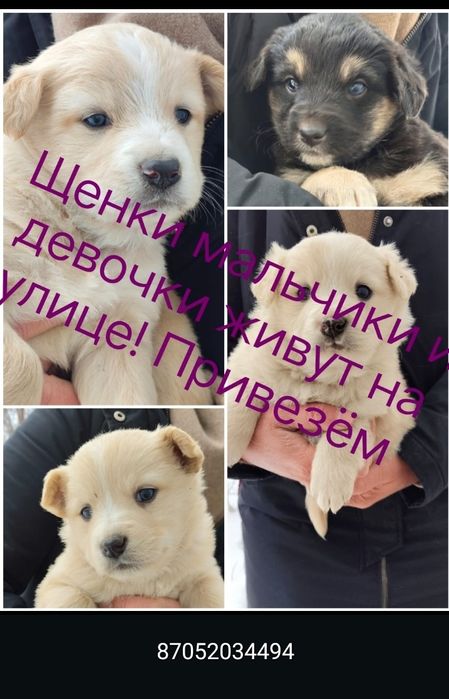 Щеночки ищут дом