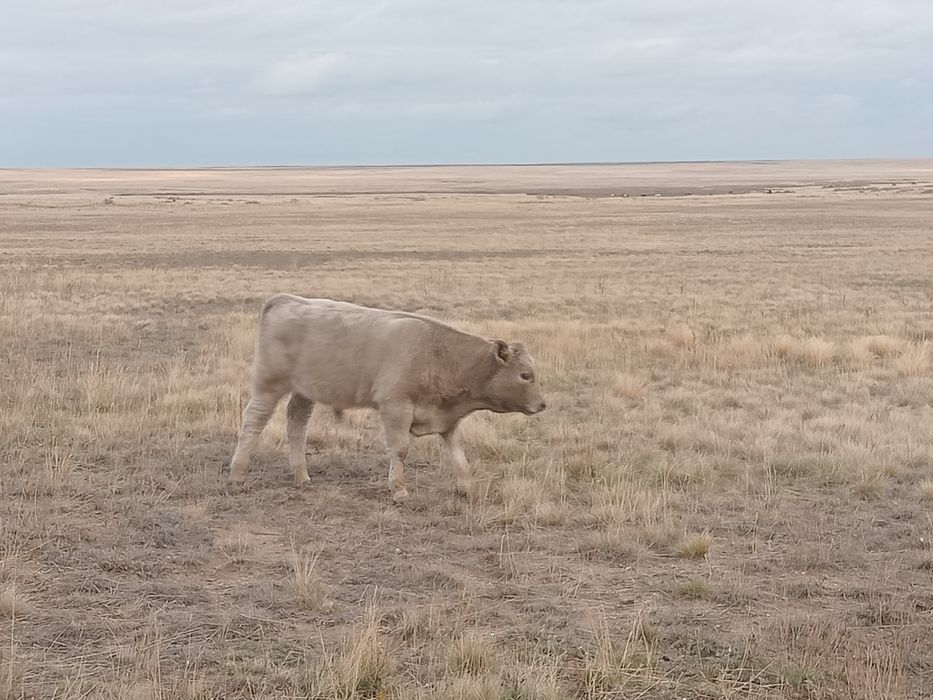 Еркек подсостар сатылады
