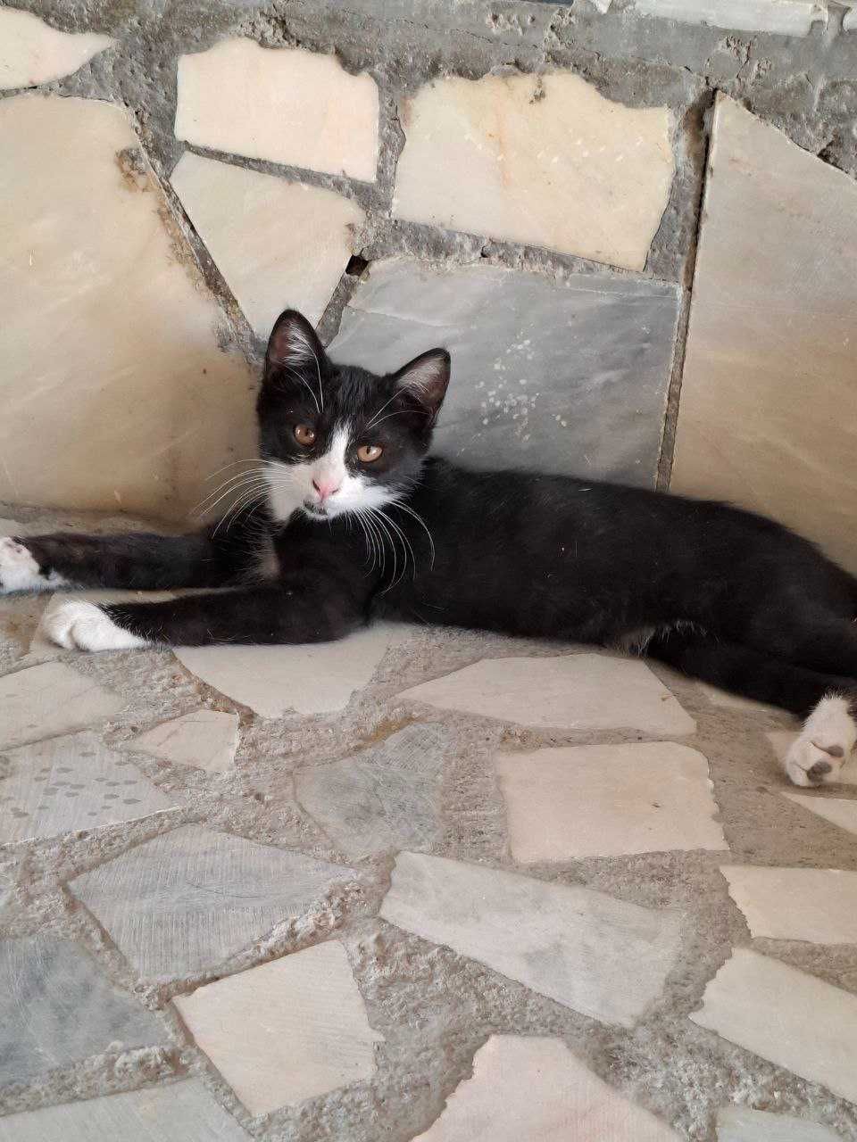Отдам котят бесплатно