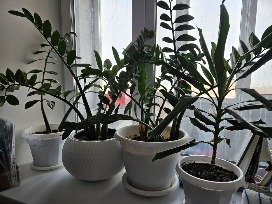 Продаются комнатные цветы