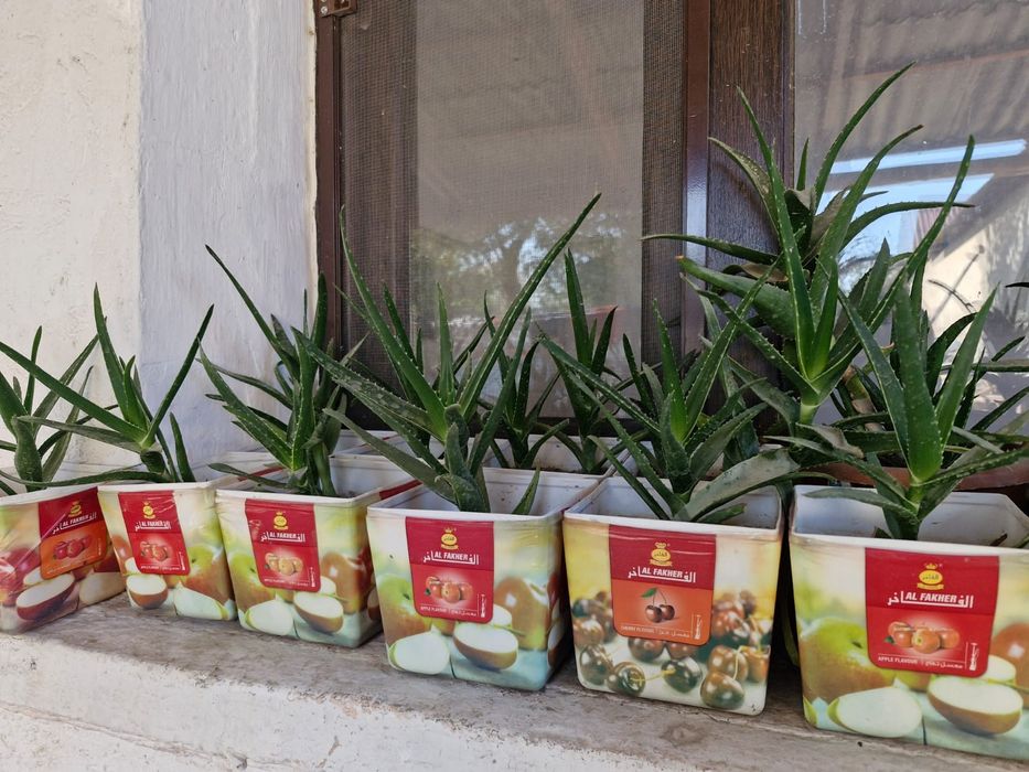 Алоэ гүлдері сатылады