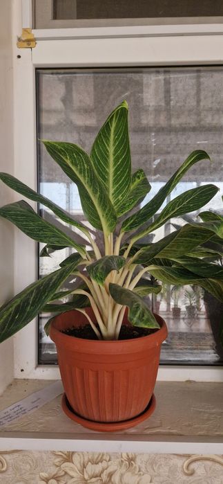 Комнатное растение Аглаонема (Aglaonema Camelite).