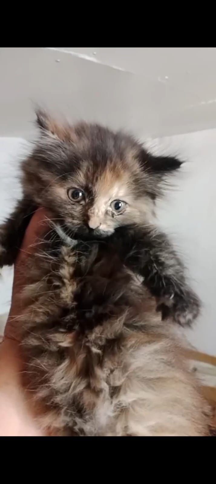 Котята маленькие