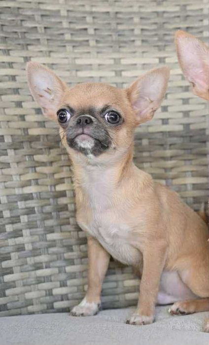 Мъжко мини чихуахуа лилав фаун на пет месеца