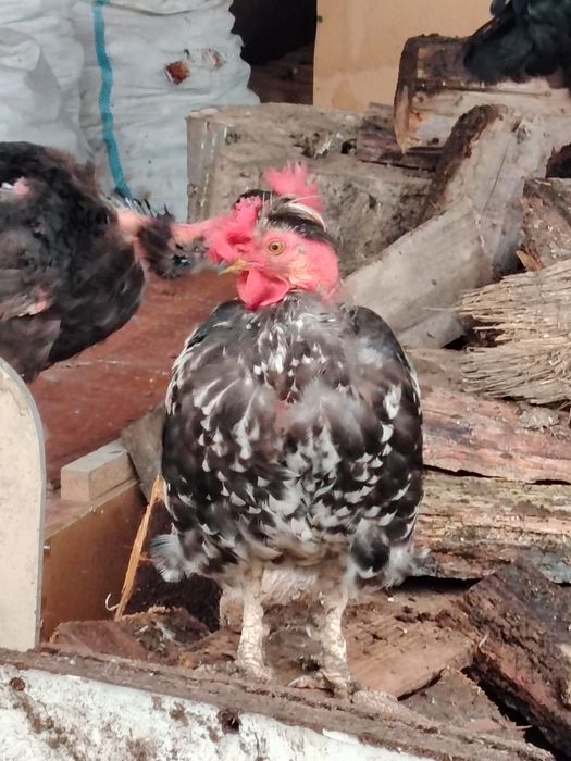 Găini americane și cocoșel
