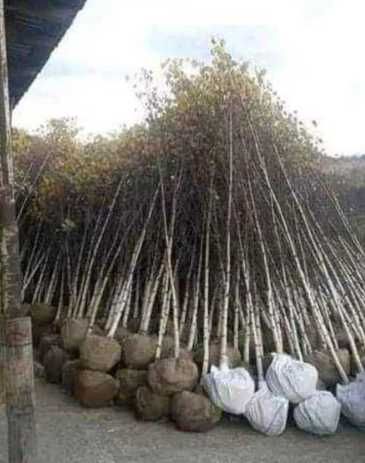 Arbori de Calitate Superioară: Tei, Carpen, Arțar, Platan